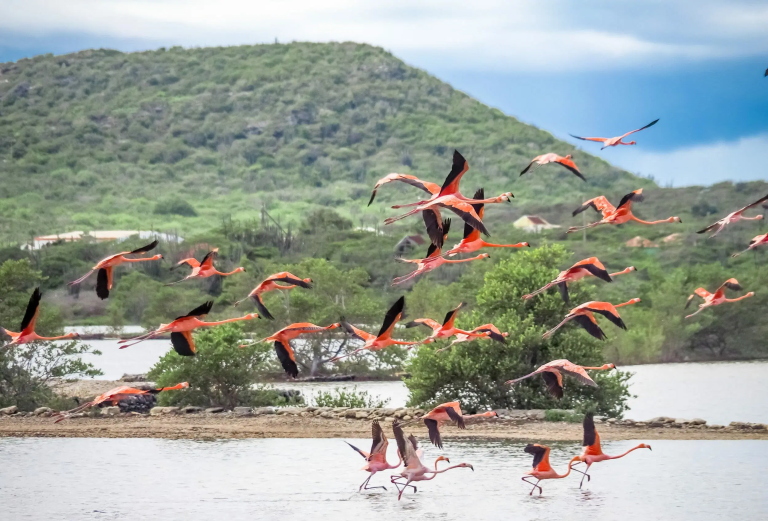 Auto Huren Curacao Flamingos Curacao