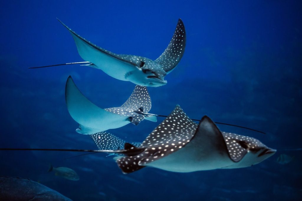 Car rental wildlife curacao